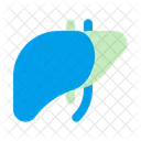 Liver Anatomy Organ Icon