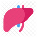 Liver Anatomy Organ Icon