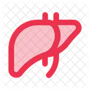 Liver Anatomy Organ Icon