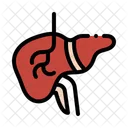 Liver Anatomy Organ Icon