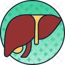 Liver Health Anatomy Icon