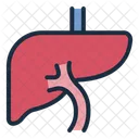 Liver Hepatic Organ Icon