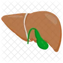 Liver Organ Gallbladder Icon