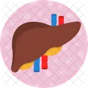 Organ Human Body Anatomy Icon