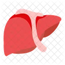 Liver Organ Human Icon