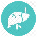 Liver Organ Medical Icon