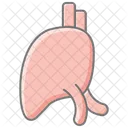 Liver Awesome Lineal Color Icon 아이콘
