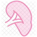 Liver Color Outline Icon 아이콘
