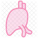 Liver Color Outline Icon 아이콘