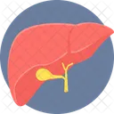 Liver  Icon