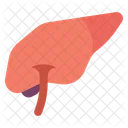 Liver Organ  Icon