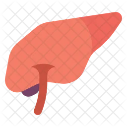 Liver Organ  Icon