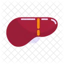 Liver Organ Human Liver Liver Anatomy Icon