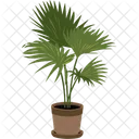 Livistona Plant Pot House Plant Icon