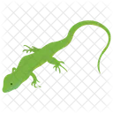 Lizard Iguana Wild Animal Icon