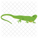 Lizard Iguana Wild Animal Icon
