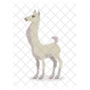 Llama Animal Vector Icon
