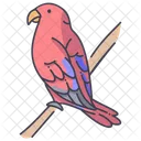 Lorikeet Redlorikeet Cockatoo Icon