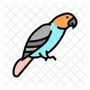 Loro Pajaro Mascota Icono