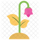 Lily Bud Lotus Flower Icon