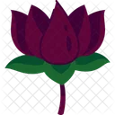 Lotus Flower  Icon