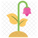 Lilienknospe Lotus Blume Symbol