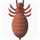 Louse Insect Animal Icon