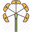 Lovage Flower Herbal Icon