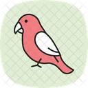 Lovebird Bird Pet Icon