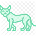 Luchs Katze Katzenartige Symbol