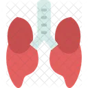 Lungs Bronchus Trachea Icon
