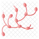 Lymph Nodes Icon