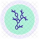 Lymph Nodes Line Icon Icon