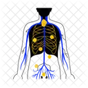 Lymphatic System Lymph Anatomy Icon