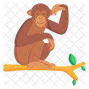 Macaco  Icon