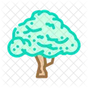 Macadamia Tree  Icon