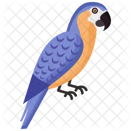 Macaw  Icon
