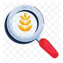 Agronomist Study Magnify Wheat Magnify Barley Icon