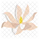 Magnolia Flower Flowers Icon