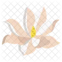 Magnolie Blume Blumen Icon