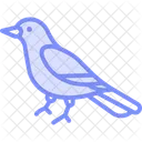 Magpie Bird Black Icon