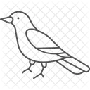 Magpie Bird Black Icon