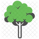 Mahogany Tree Forest Icon