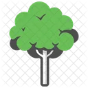 Mahogany Tree Forest Icon