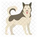 Malamute Dog Puppy Icon