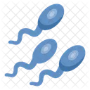 Male Gamete Reproductive Cell Genetic Material Icon