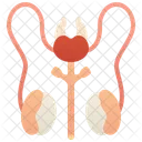 Male  Icon