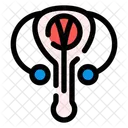 Male repoductive  Icon