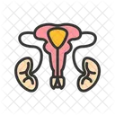 Male Reproductive Sys  Icon
