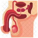 Male Reproductive System  Icon